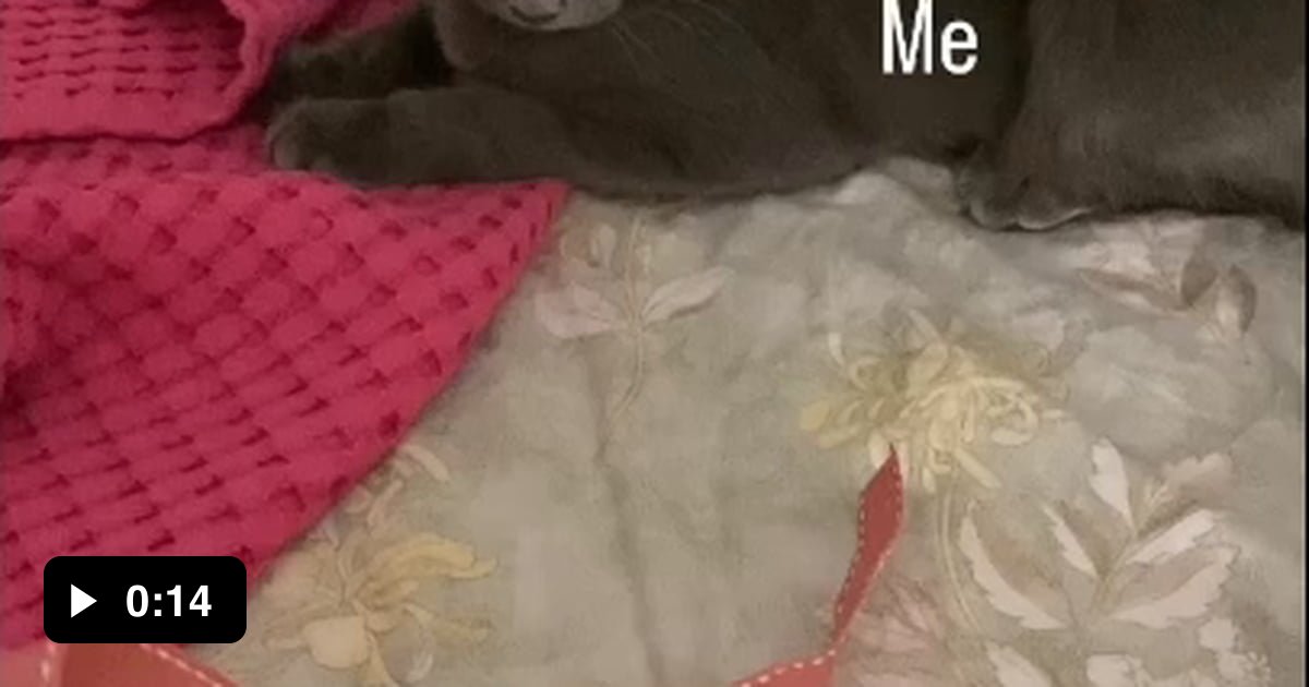 Truffle and Gnocchi explaining the work week 9GAG