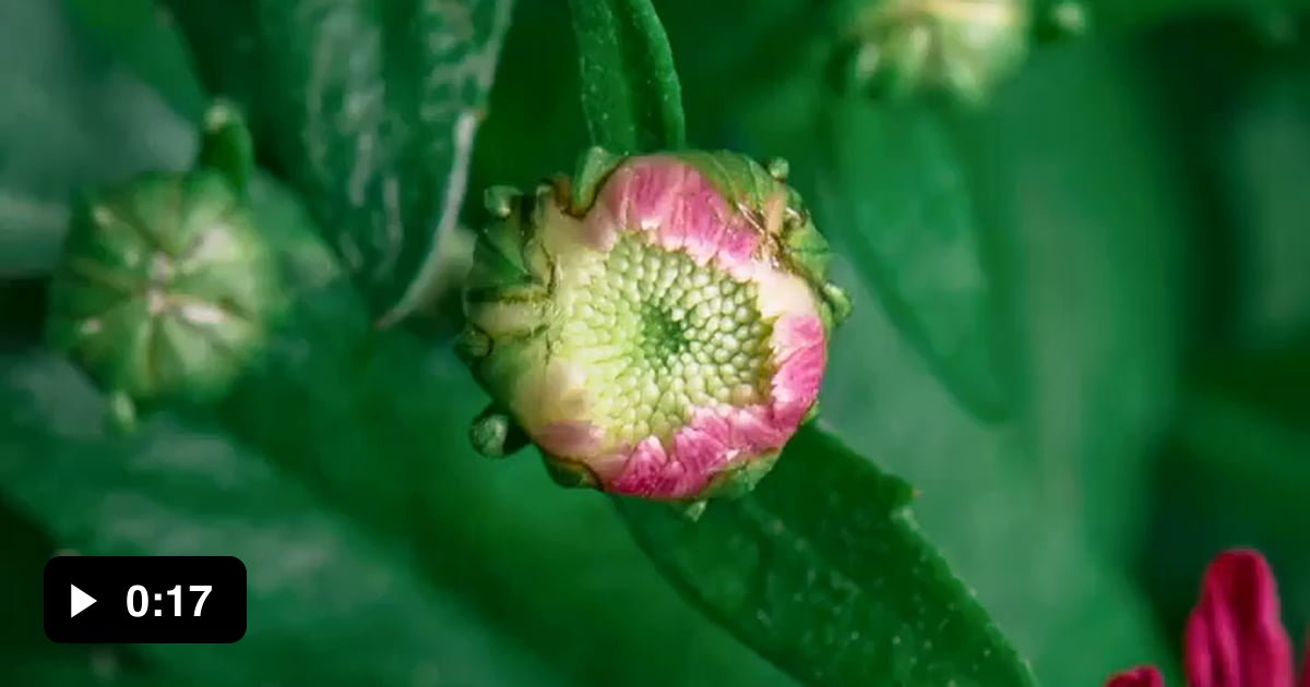 Flower blooming in a timelapse 9GAG