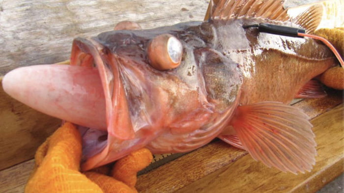Fish Suffering From Barotrauma Occurs When Fish Are Pulled Up From 