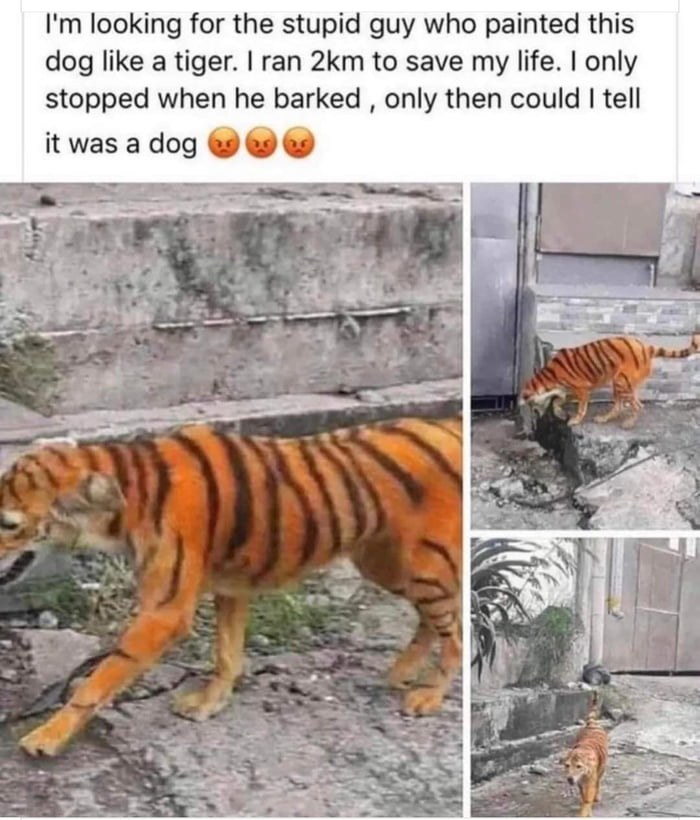 Paint your dog like a Tiger he thought. It will be fun, he thought...🤣