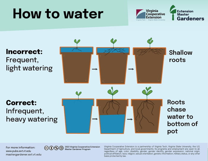 How to water plants correctly - 9GAG