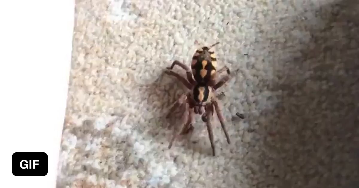 Goliath Tarantula. Because who needs to sleep the next few days? 9GAG