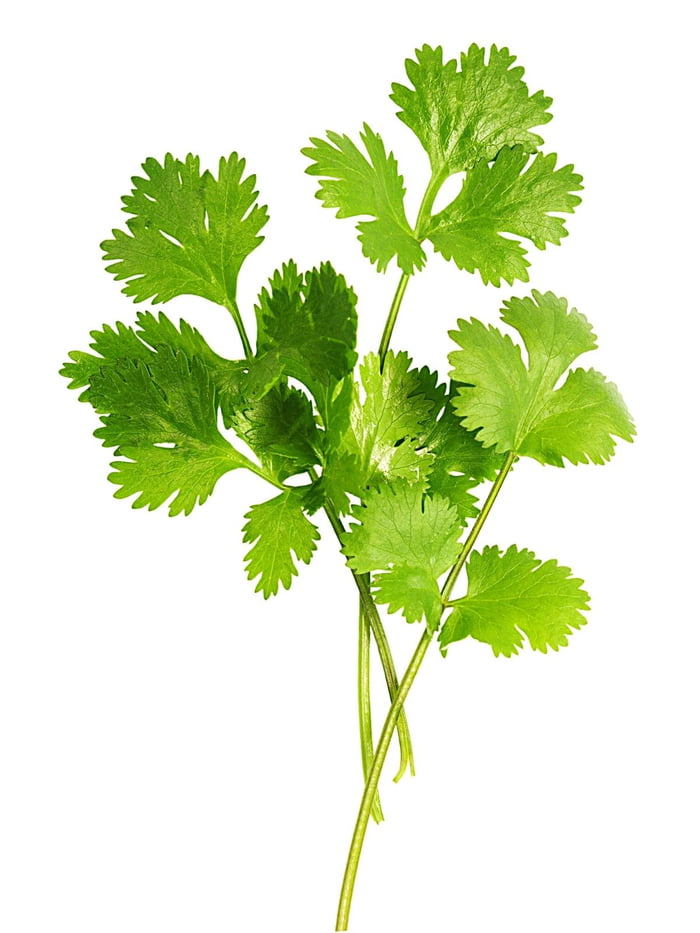 Quick Survey Upvote If You Like Coriander Downvote If You Think It s Quick Survey Upvote If You Like Coriander Downvote If You Think It s