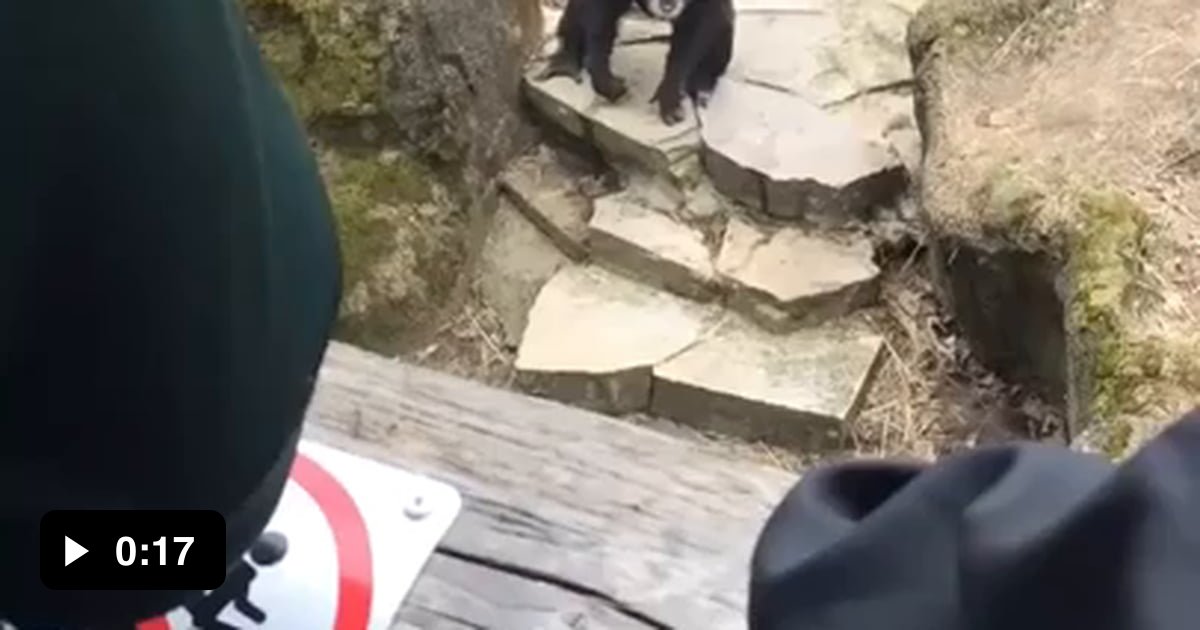 Ape throws its poop at grandma 9GAG