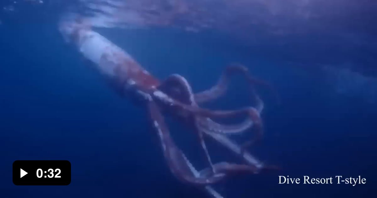 The Giant Squid lives at crazy depths, so this is a rare sighting. - 9GAG