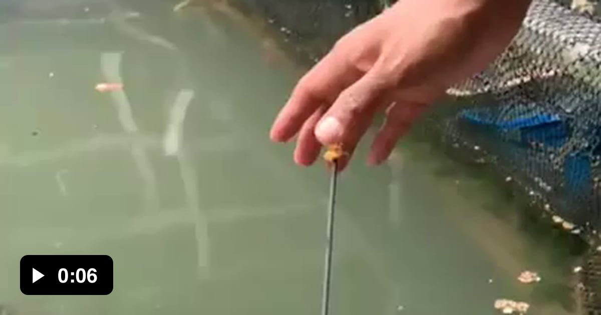 This fish's aim is unbelievable - 9GAG