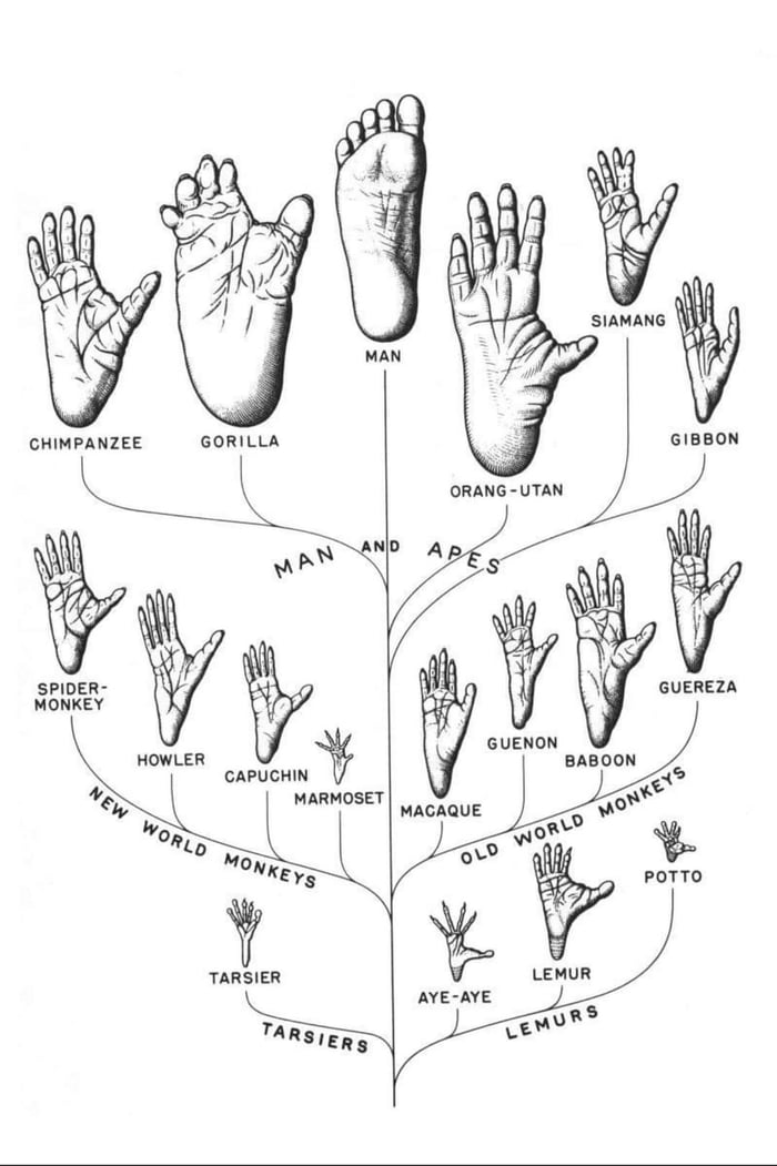 The differences between primate feet. - 9GAG