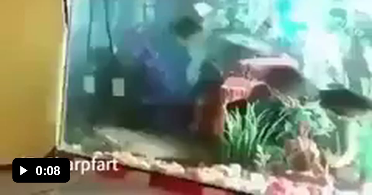Tank is way too small for that fish 9GAG