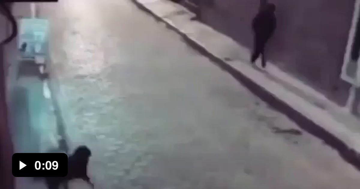 Why tf did you try to kick the dog... 9GAG