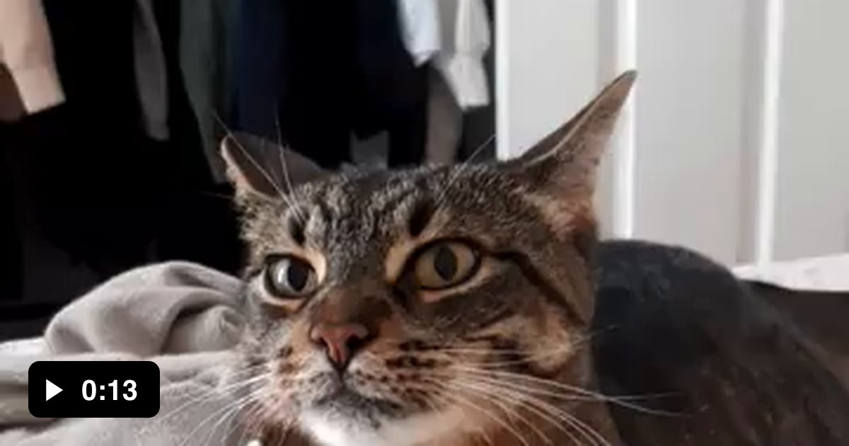 Kitten tries to get older cat to play 9GAG