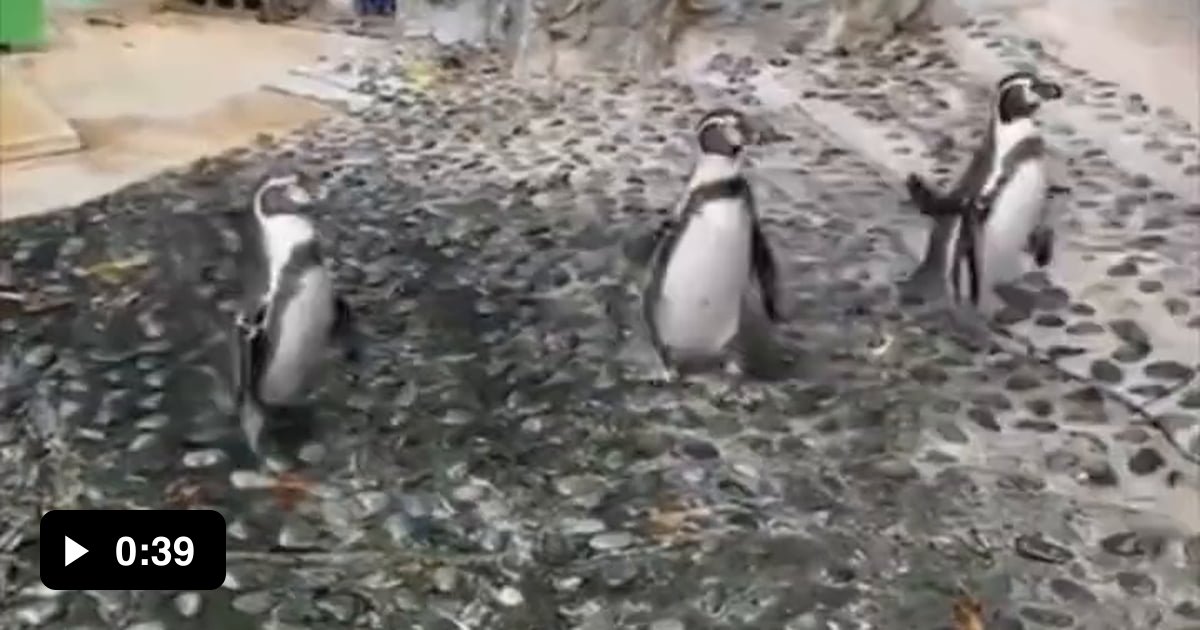 Penguins chasing butterfly - 9GAG