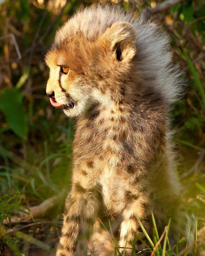 Cheetah cubs are born with a mane-like fluff on their neck that ...