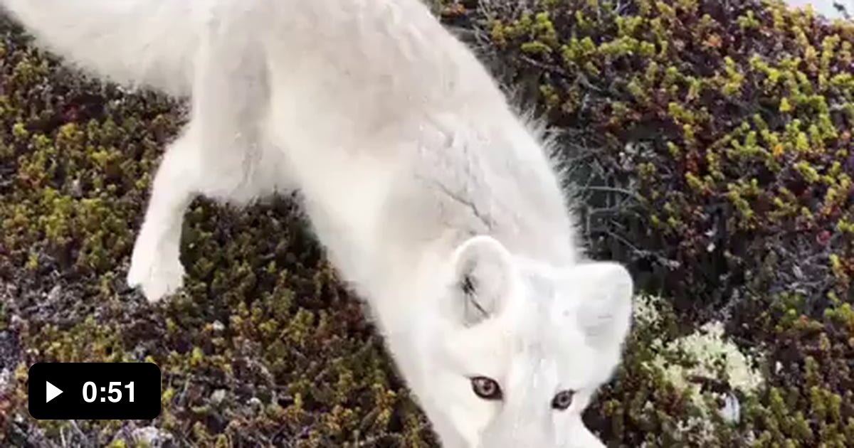 A Photographer Encounters A Wild White Arctic Fox In Greenland