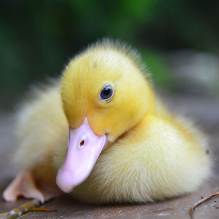 Enjoy this duck. - 9GAG