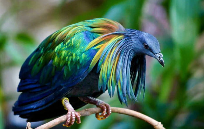 Nicobar pigeon, from the Andaman and Nicobar Islands. Look at those colors!  - 9GAG