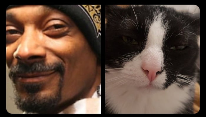 Snoop Dog   Snoop Cat - 9gag