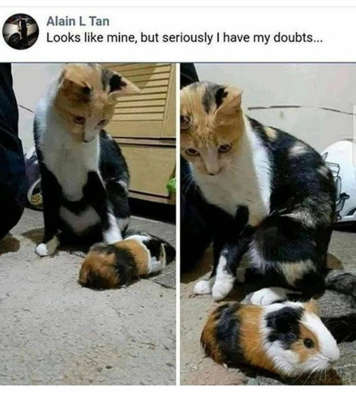 Yeah, I doubt that - 9GAG