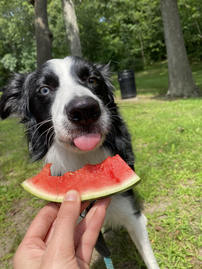 True watermelon sugar high - 9GAG