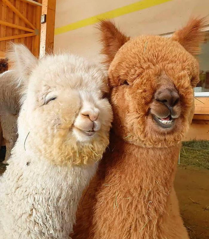 Smiling Alpacas 9GAG