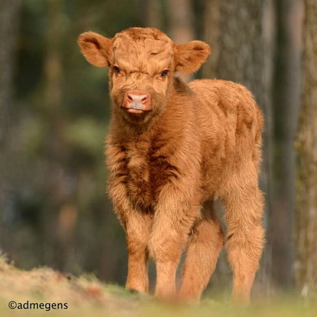 This Is A Baby Scottish Highland Cow 9gag