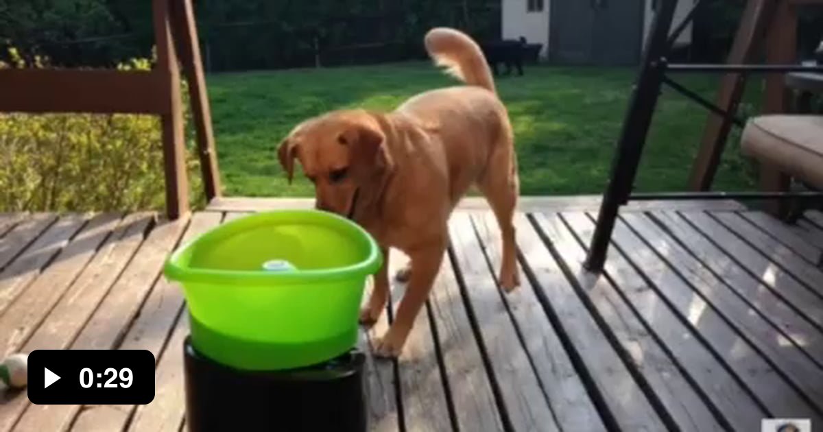 dog self fetch