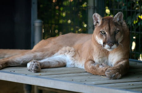 Eastern puma officially declared extinct sale