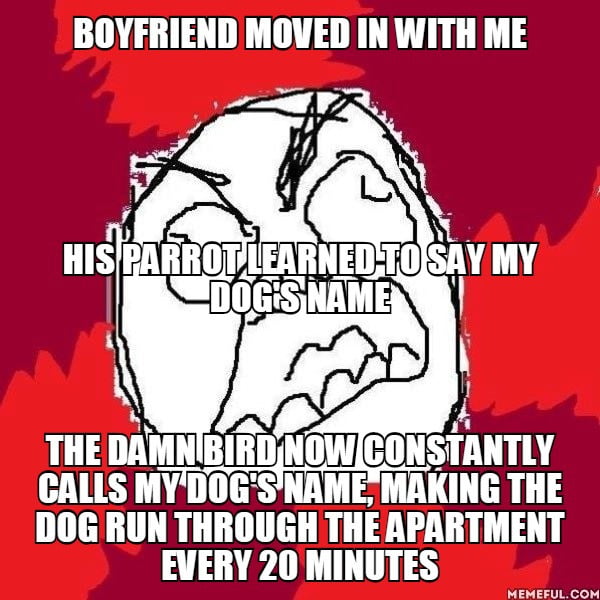 Do parrots taste good? 9GAG