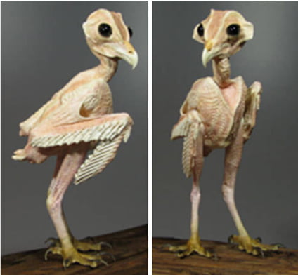 In case you ever wondered how owl looks without feathers - 9GAG
