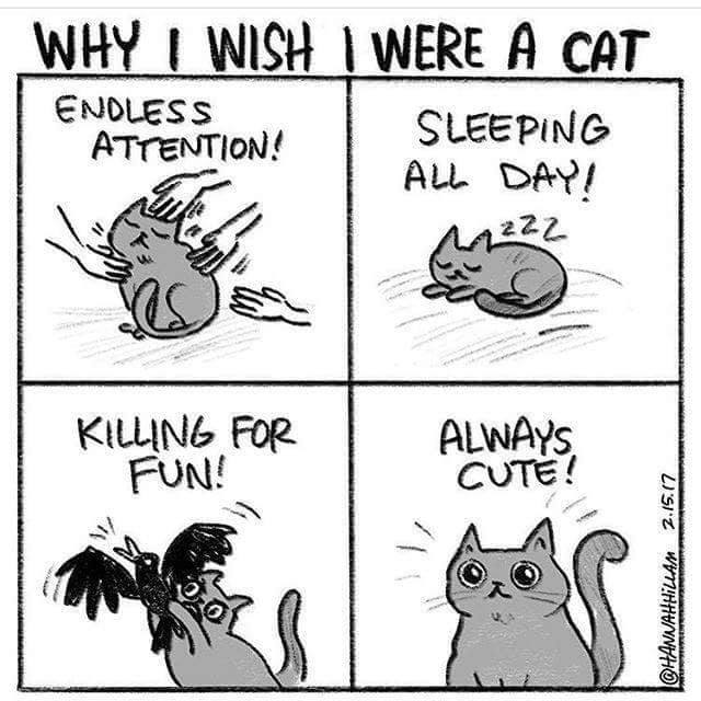 Evil cate is evil >:D - 9GAG