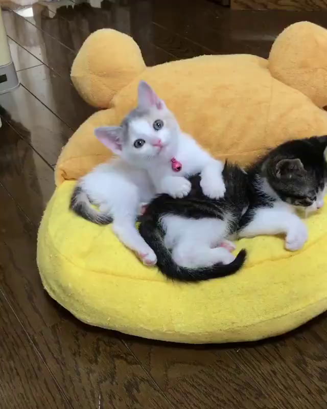 cuddle buddy toy