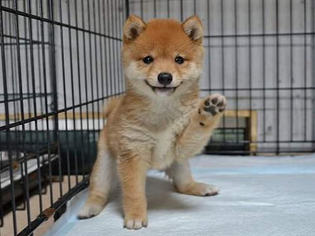 Get Your Passport Ready Because The First Mini Shiba Cafe