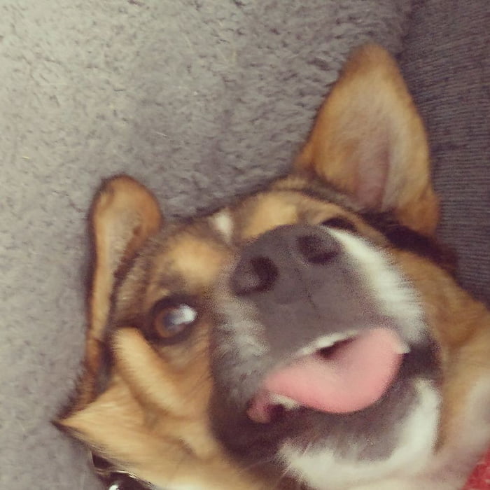 i think my dog is broken