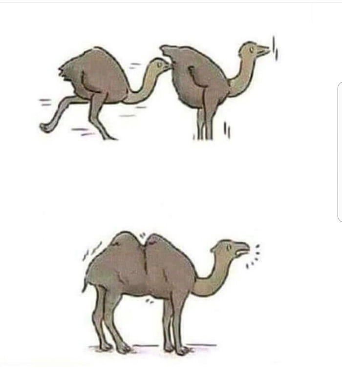 And that's how you get a camel - 9GAG.