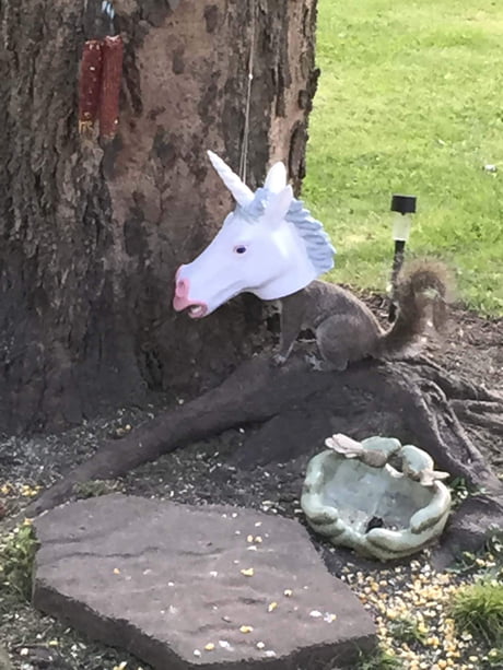 Nope Not A New Species Just A Squirrel Eating From A Unicorn