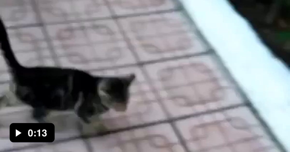 Kitty imitates soldier - 9GAG