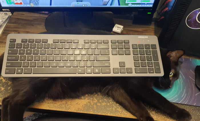 cat-determined-to-be-on-keyboard-or-in-keyboard-space-solution-put