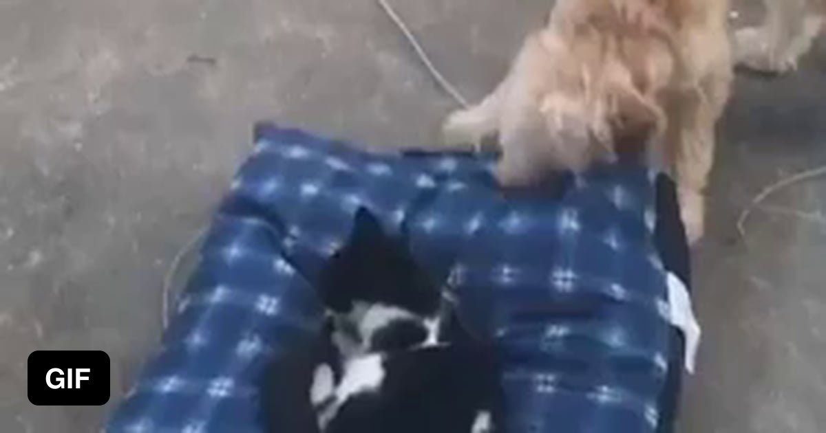Dog dumps cat off bed 9GAG