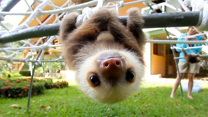 Baby sloth upside down :) - 9GAG