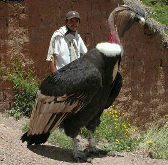 california condor size compared to human