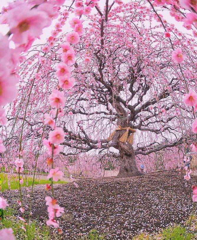 A beautiful Sakura tree - 9GAG