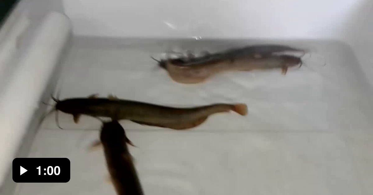 Airsac catfish - (Heteropneustes microps) - 9GAG