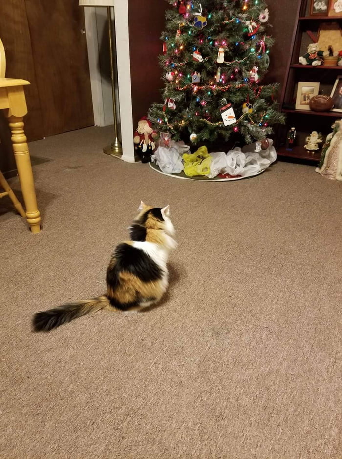 cat attacking christmas tree