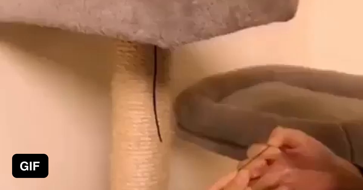 Cat can't compute a hairband - 9GAG
