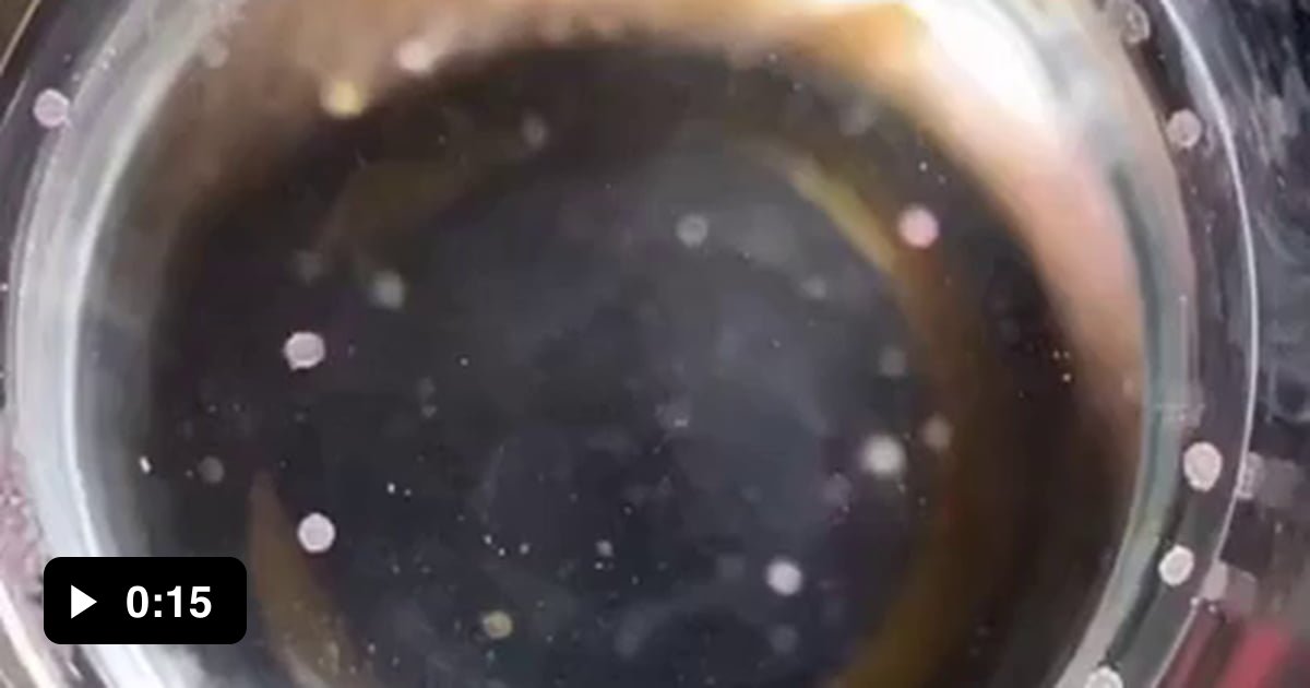 This is what jellyfish larvae look like 9GAG