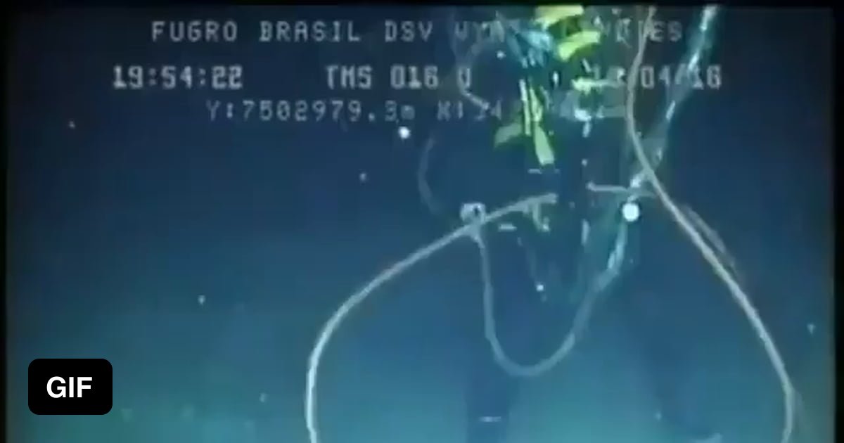 Swordfish attacks diver in Brazil 9GAG