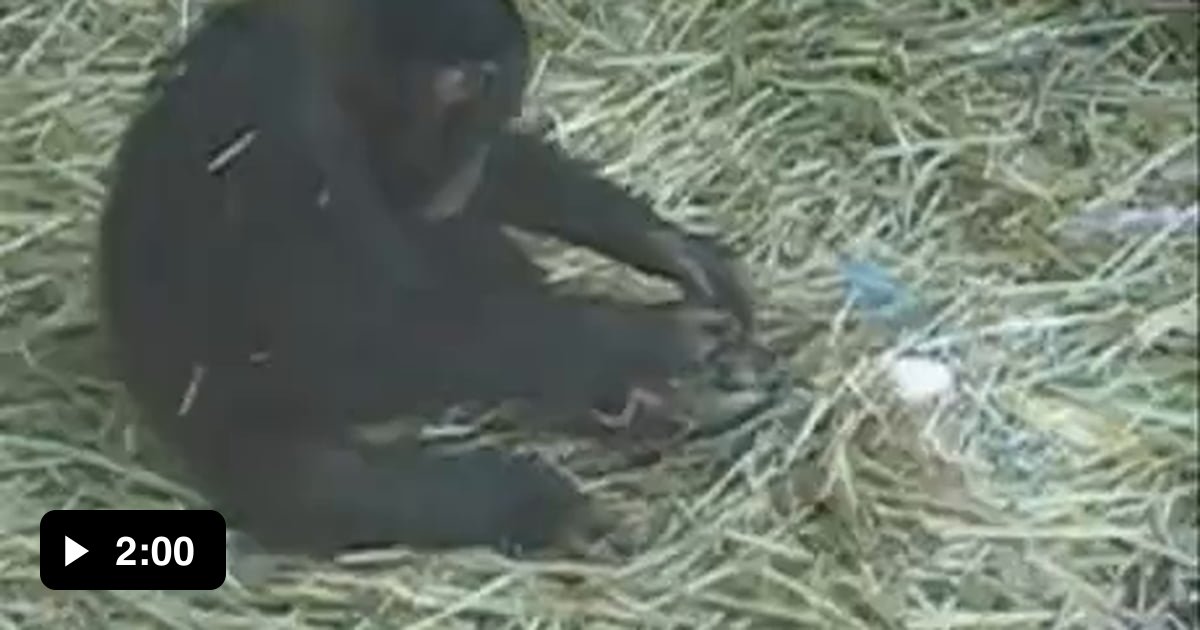 Chimp Fucks Frog