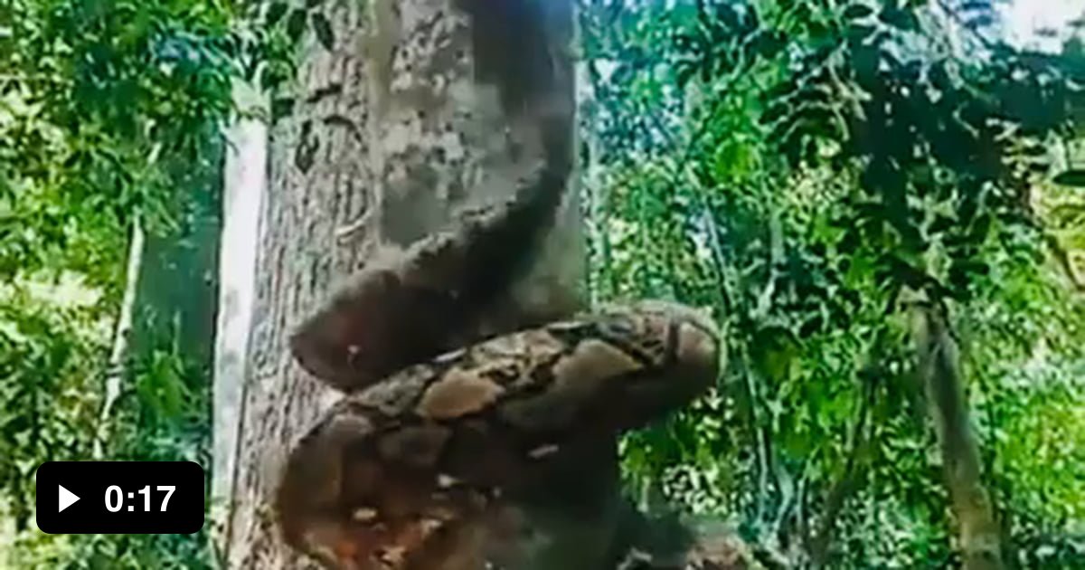 Python climbs up a tree - 9GAG