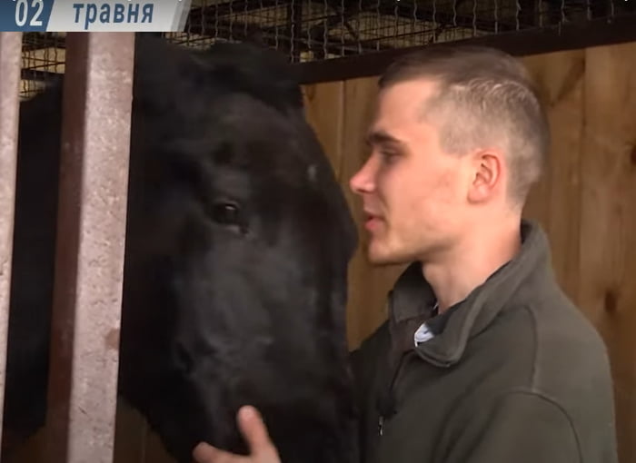 A 6yearold horse named Hindu brought a herd out of the shelling and