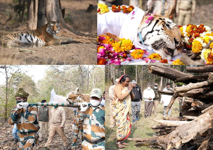 Super Mom Tigeress Who Gave Birth To 29 Cubs Dies In MP Reserve