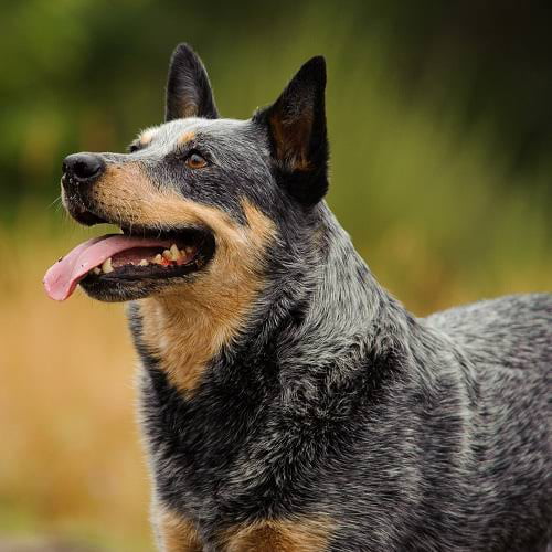 Aussie Cattle Dog - 9GAG